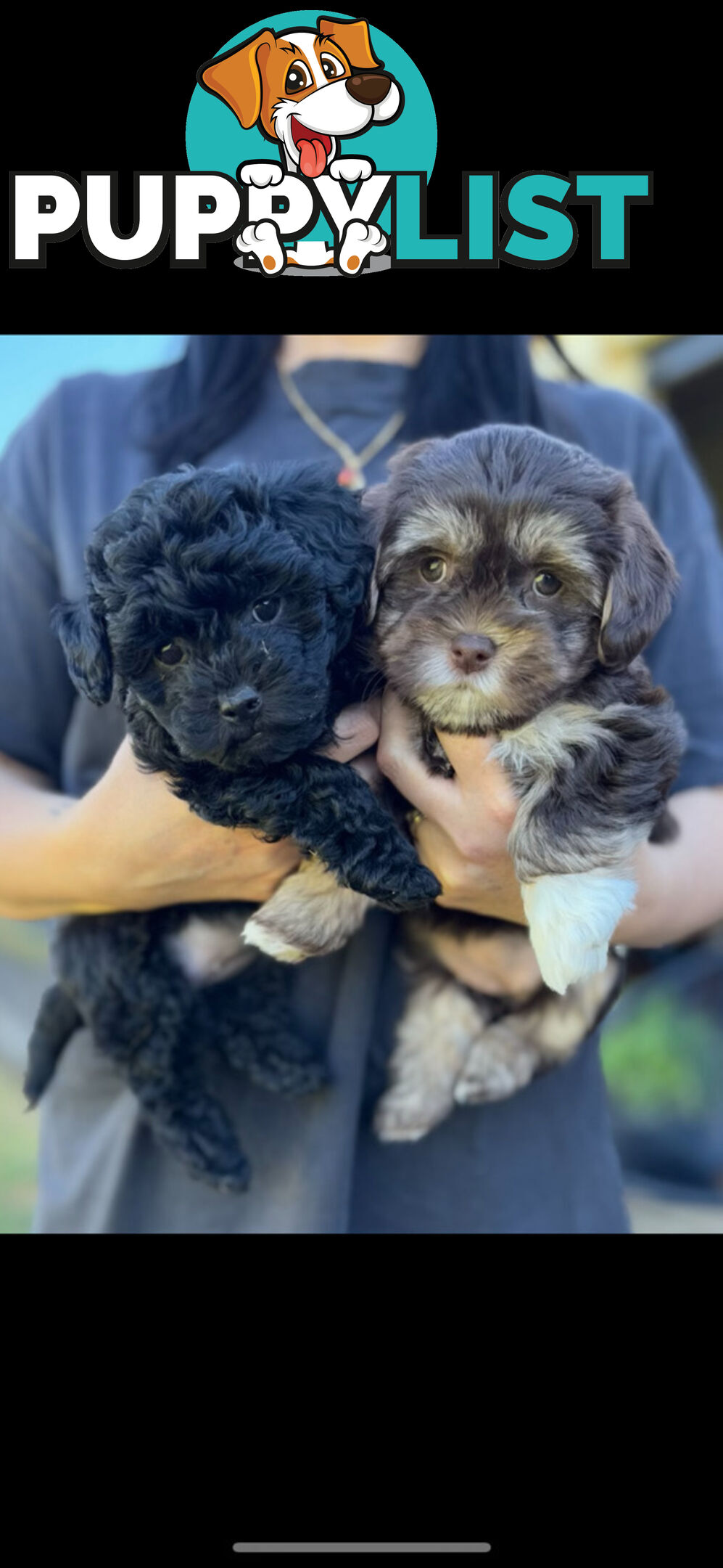 Shmoodle Puppies. Maltese-Shih Tzu x Toy Poodle