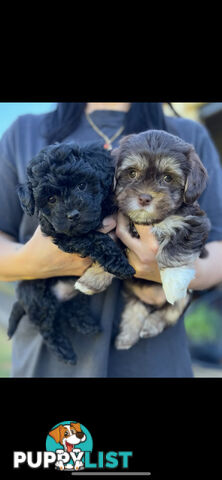 Shmoodle Puppies. Maltese-Shih Tzu x Toy Poodle