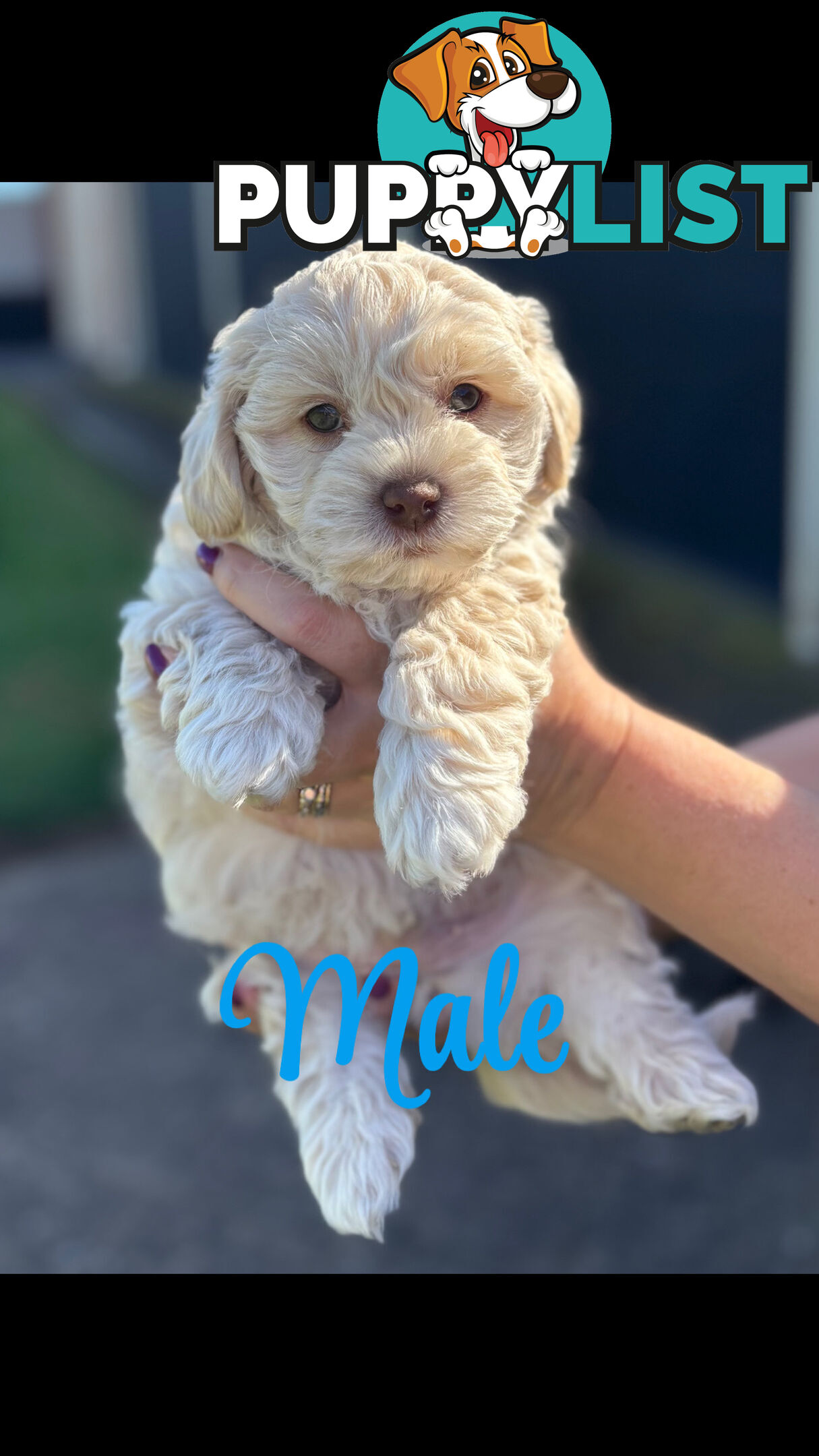 Shmoodle Puppies. Maltese-Shih Tzu x Toy Poodle