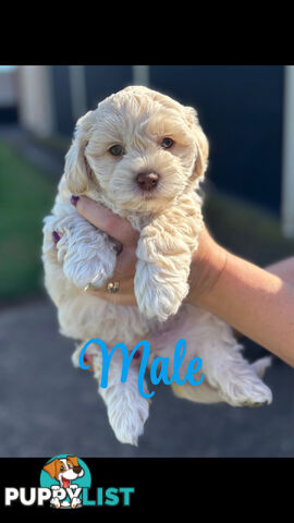 Shmoodle Puppies. Maltese-Shih Tzu x Toy Poodle
