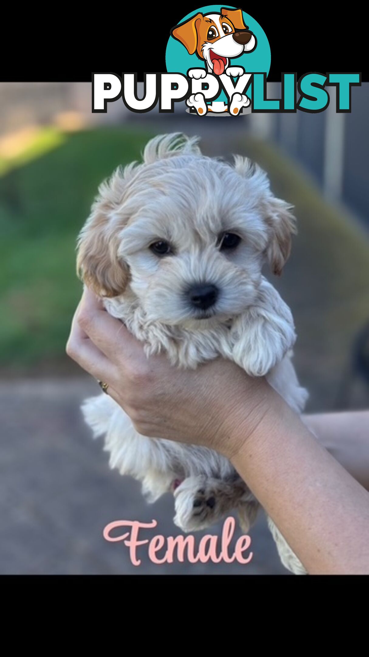 Shmoodle Puppies. Maltese-Shih Tzu x Toy Poodle