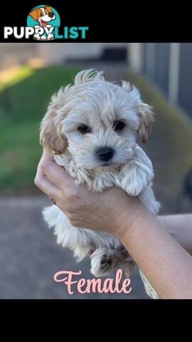 Shmoodle Puppies. Maltese-Shih Tzu x Toy Poodle