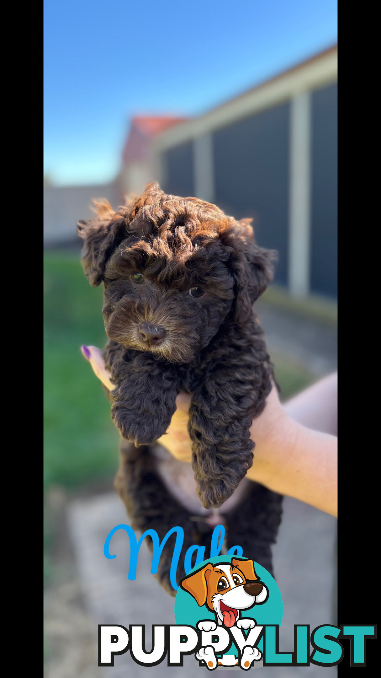 Shmoodle Puppies. Maltese-Shih Tzu x Toy Poodle