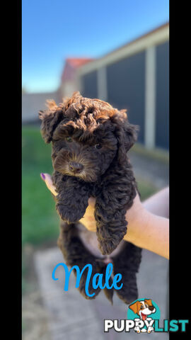 Shmoodle Puppies. Maltese-Shih Tzu x Toy Poodle