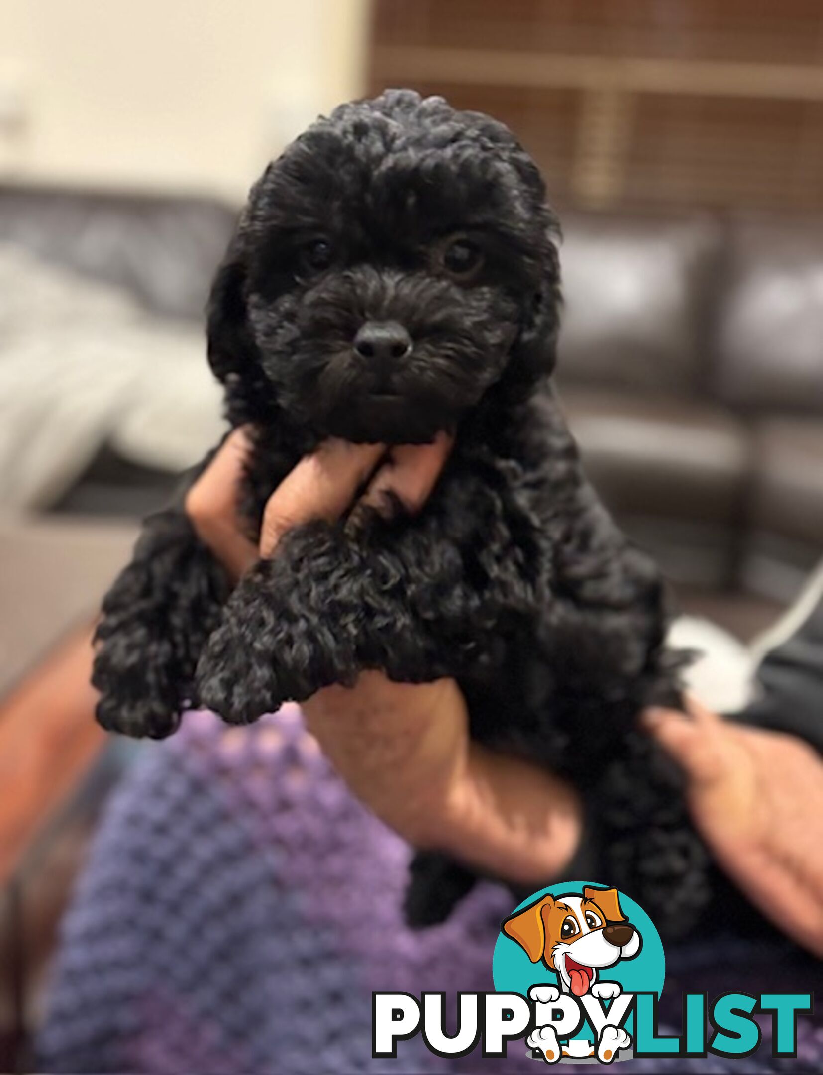 Shmoodle Puppies. Maltese-Shih Tzu x Toy Poodle