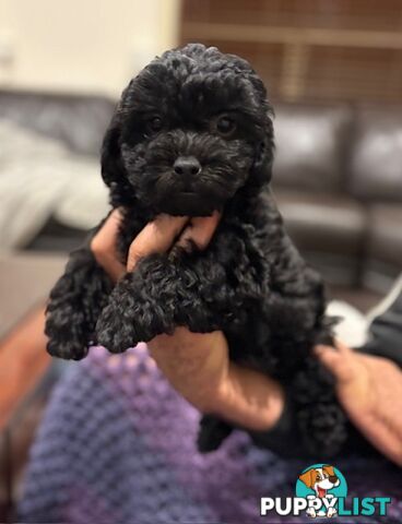 Shmoodle Puppies. Maltese-Shih Tzu x Toy Poodle