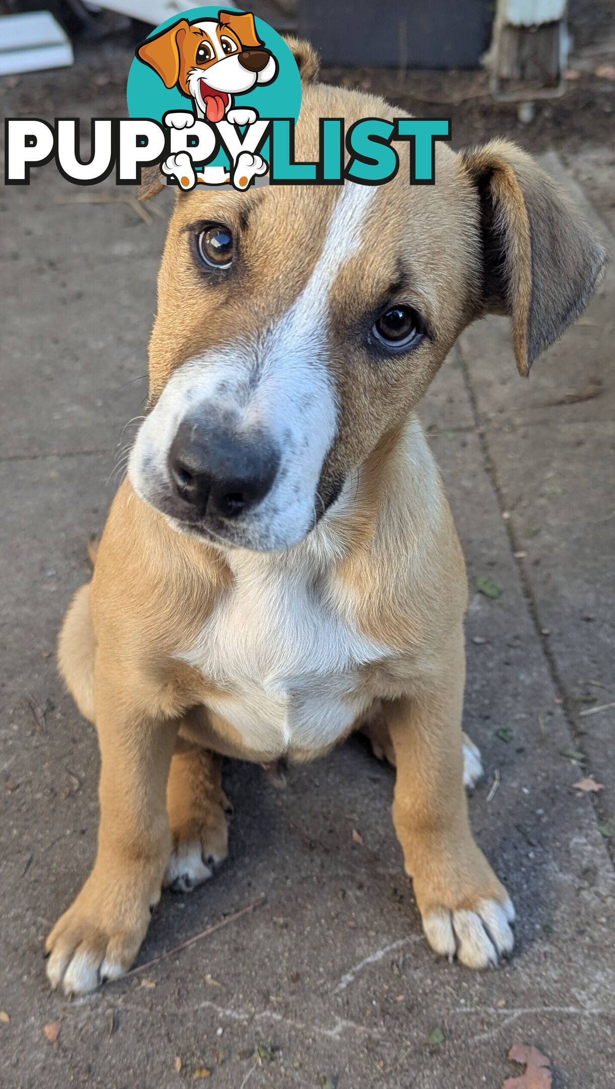 Dingo Mastiff Staffy x Pure Border Collie