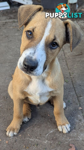 Dingo Mastiff Staffy x Pure Border Collie