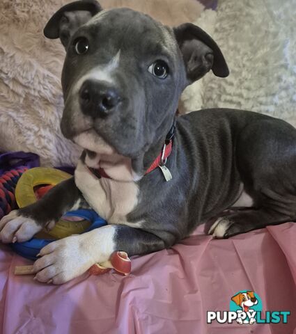 American Staffies