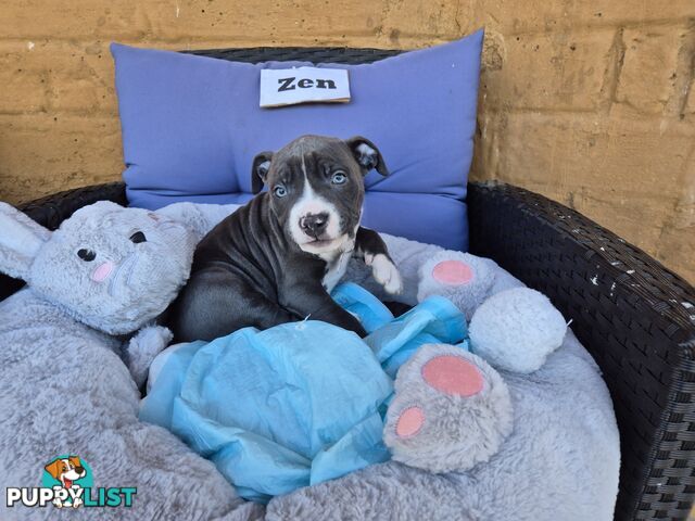 American Staffordshire Terrier