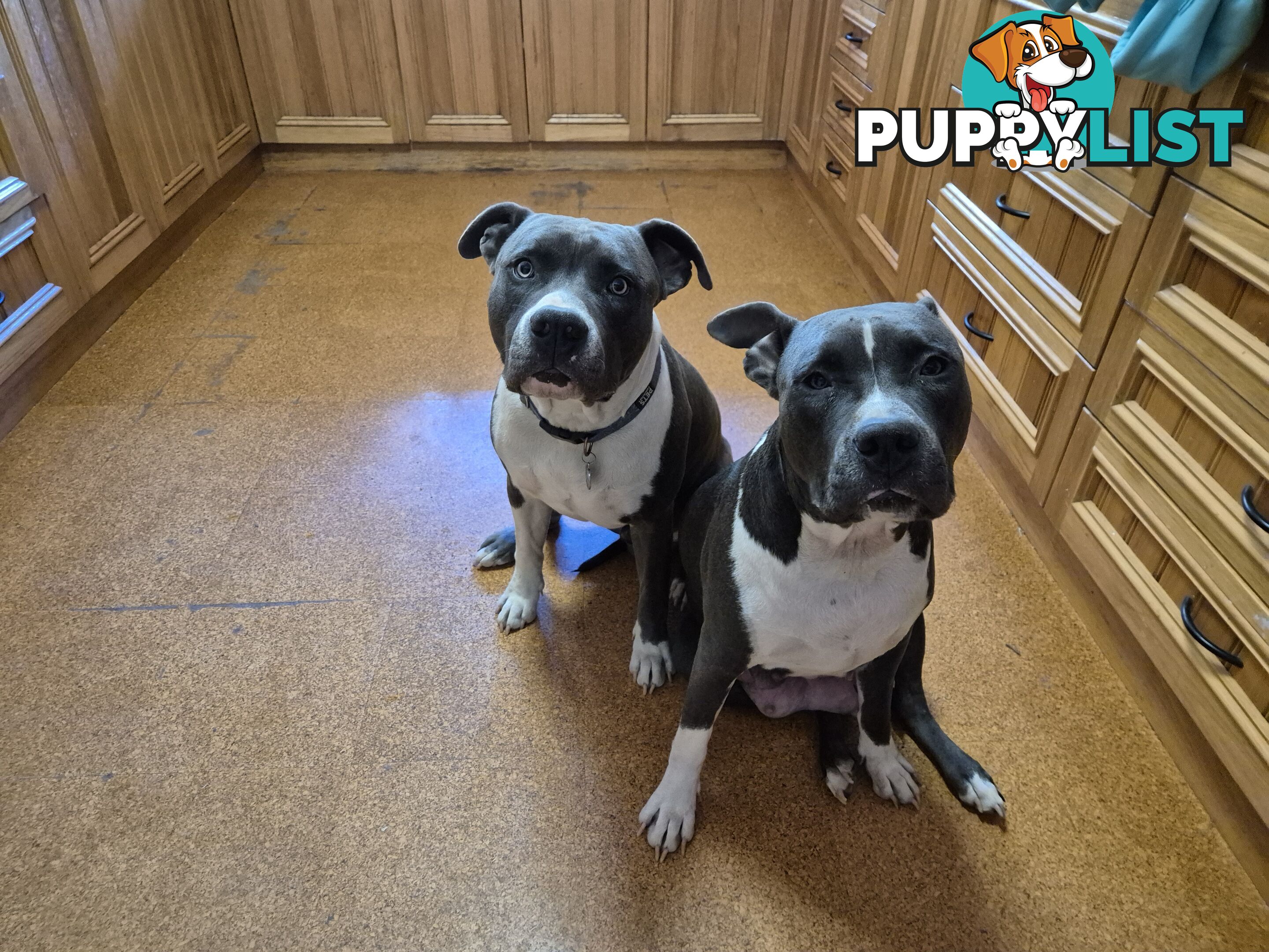 American Staffies