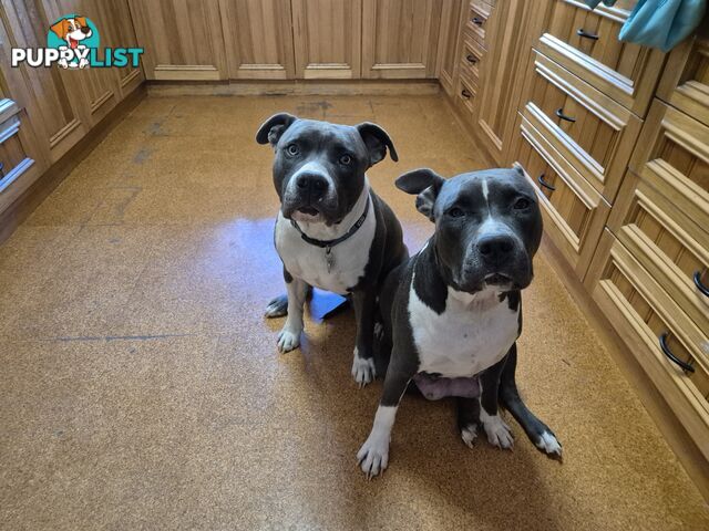 American Staffies