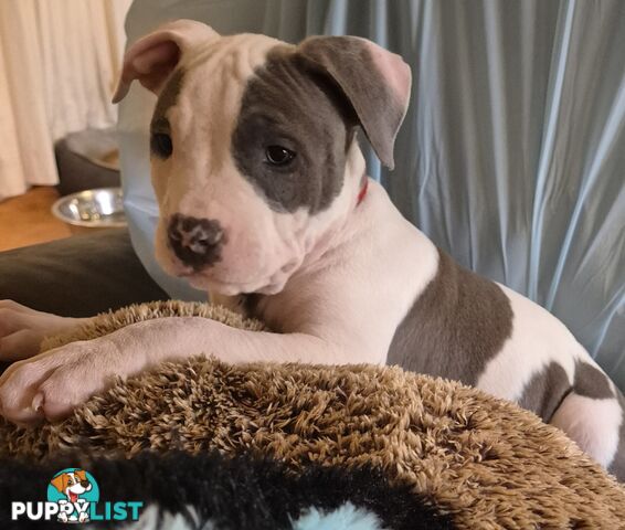 American Staffies