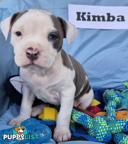 American Staffordshire Terrier