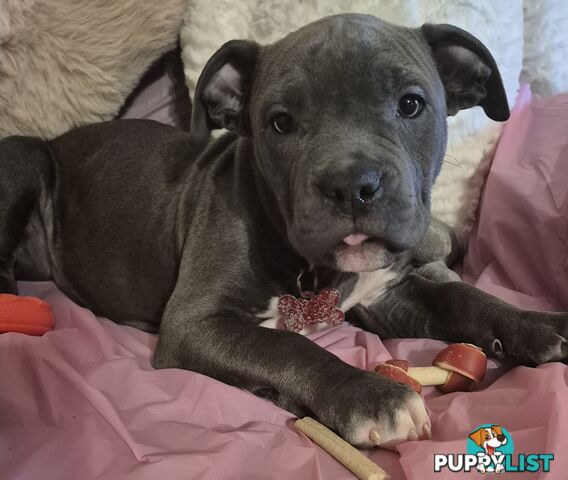 American Staffies
