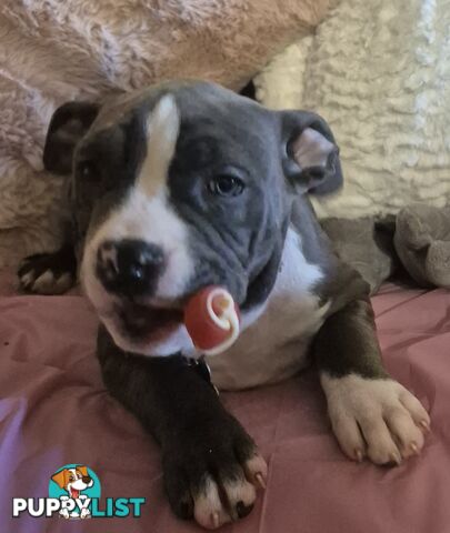 American Staffies
