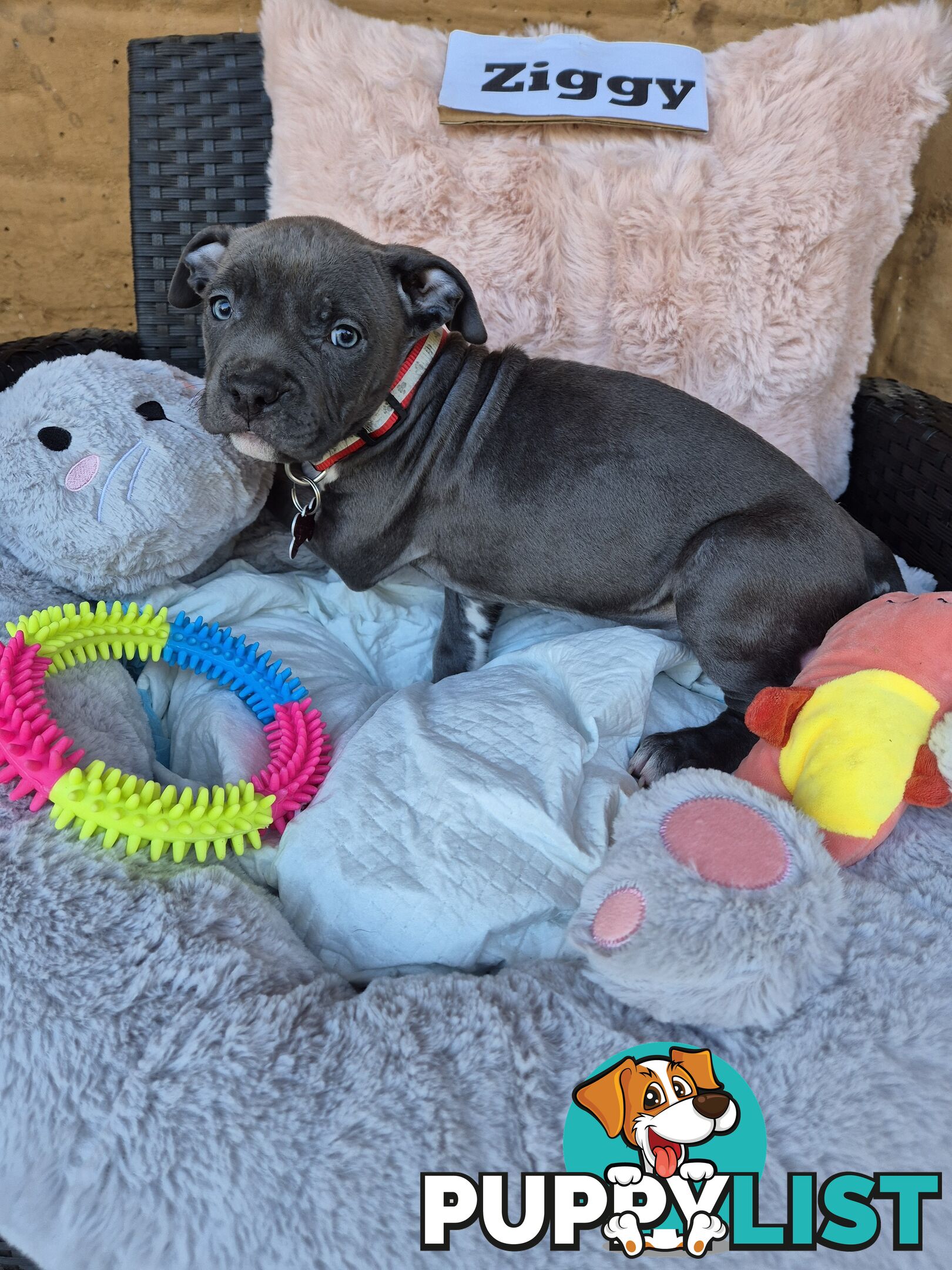American Staffies