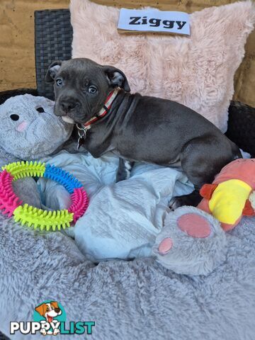 American Staffies