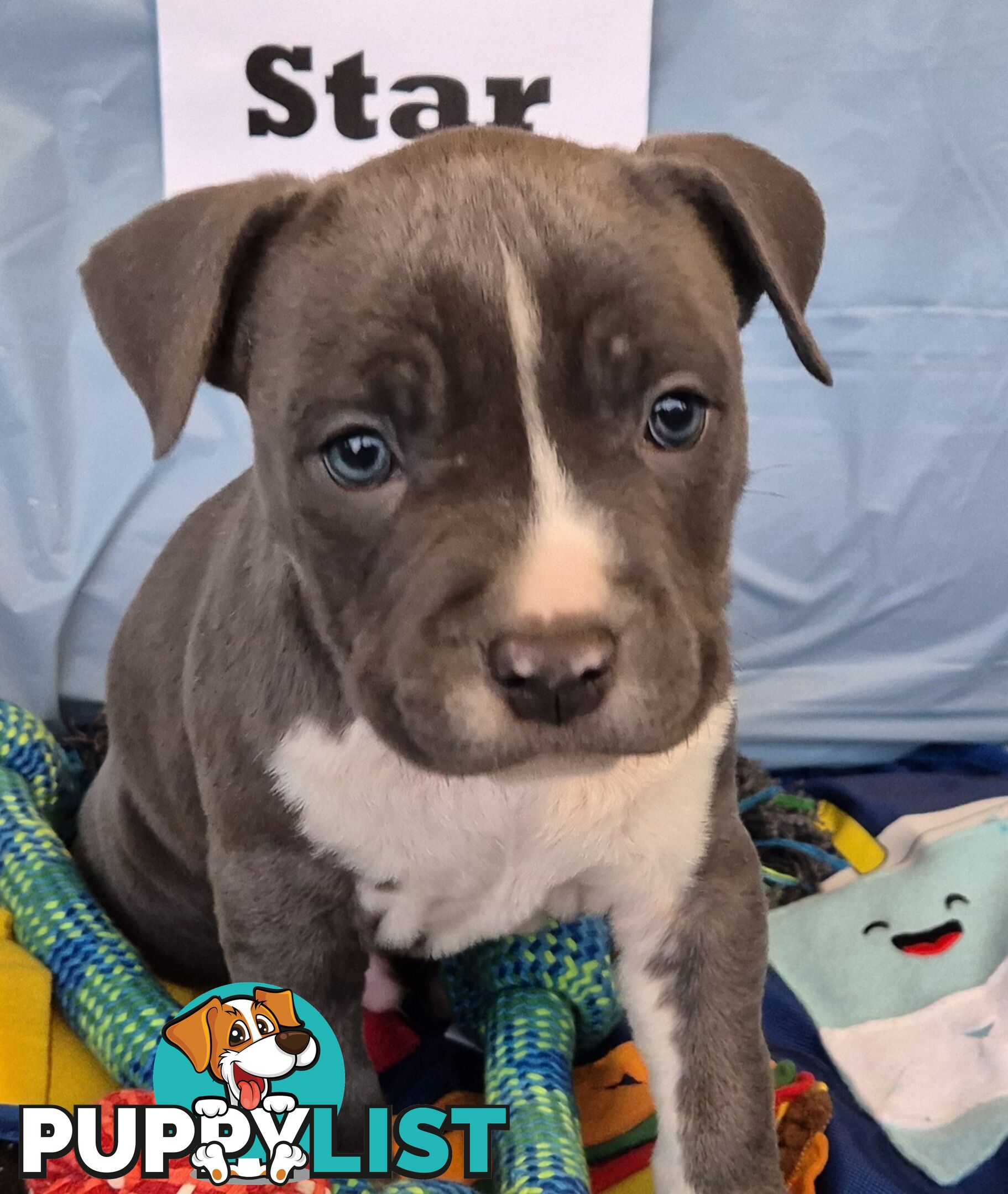 American Staffies