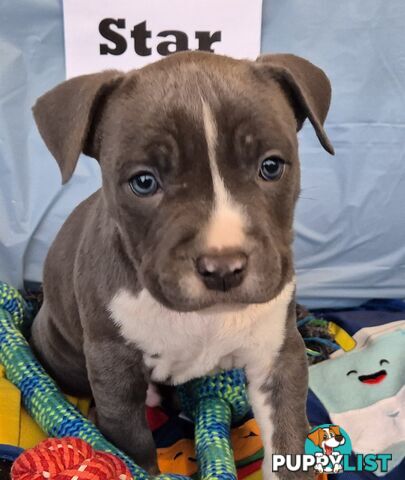 American Staffordshire Terrier
