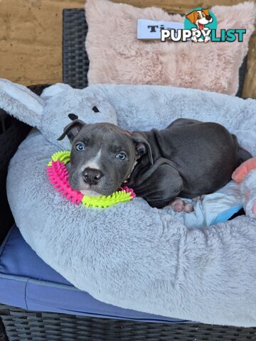 American Staffordshire Terrier