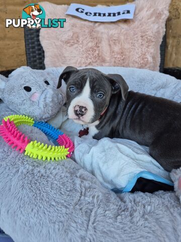American Staffordshire Terrier