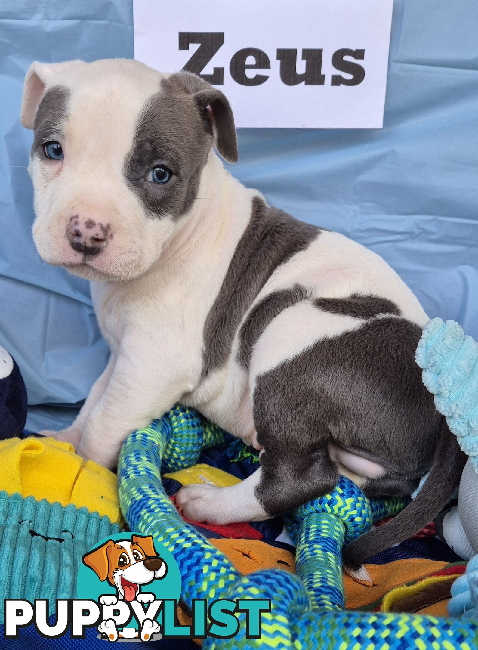 American Staffies