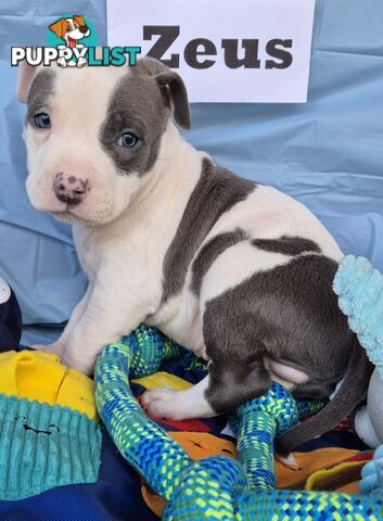 American Staffordshire Terrier