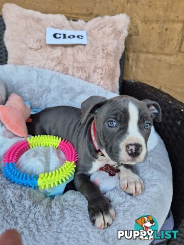 American Staffordshire Terrier