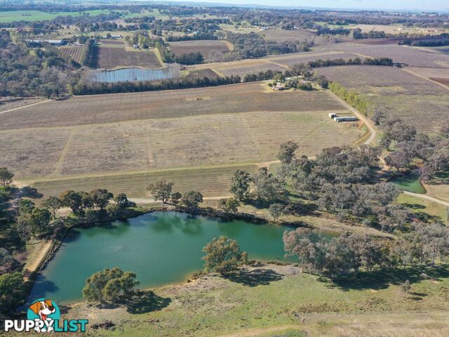 155 Tierneys Road YOUNG NSW 2594