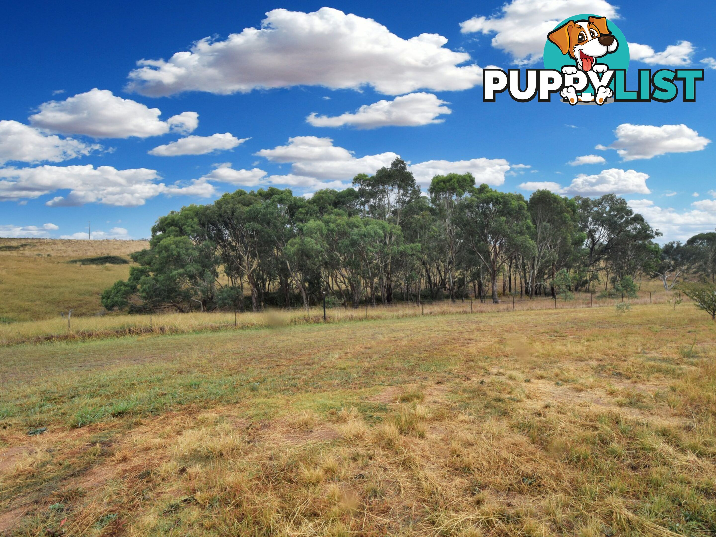 100 Hollands Road YOUNG NSW 2594