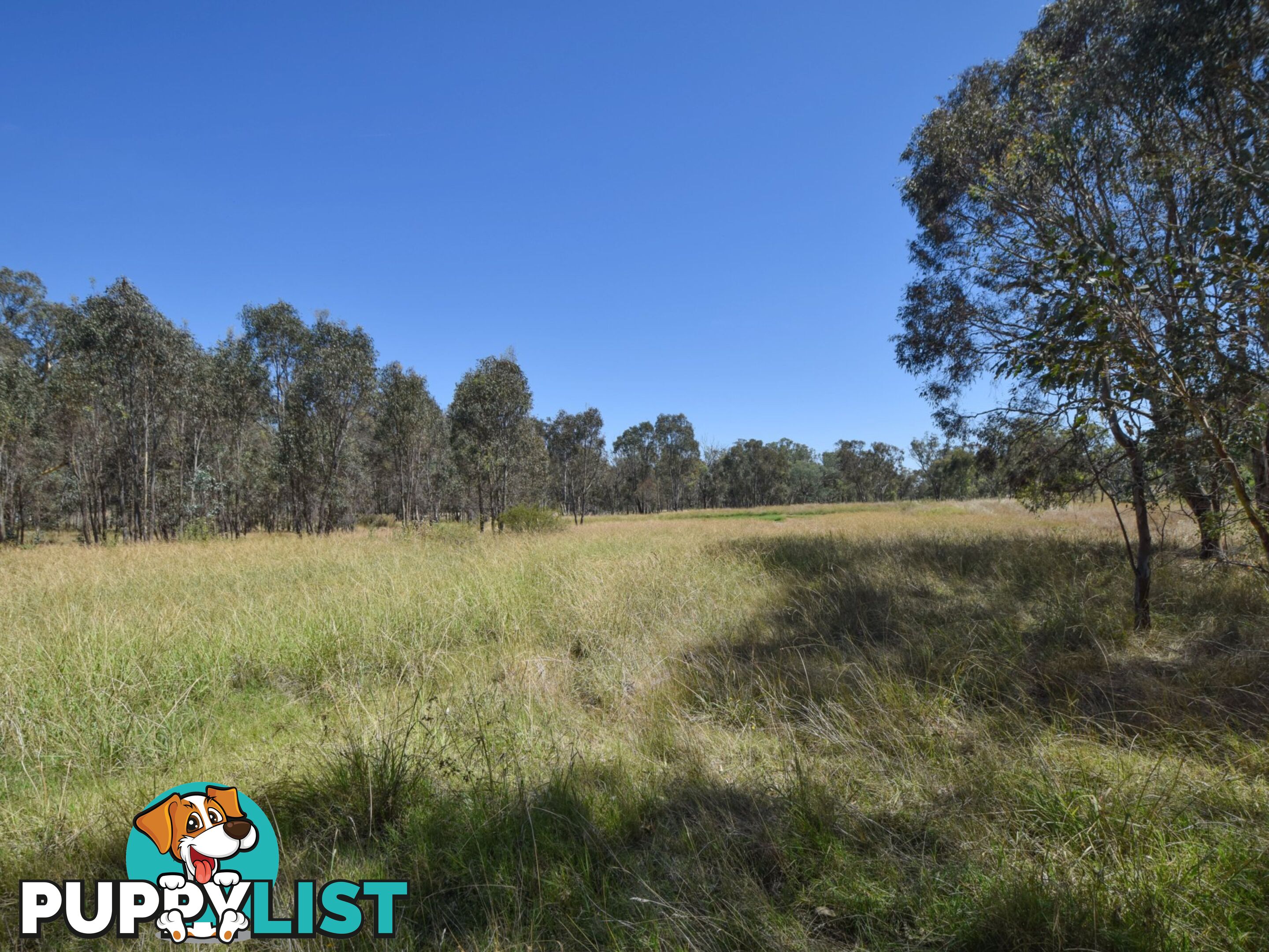 61 Sads Lane YOUNG NSW 2594