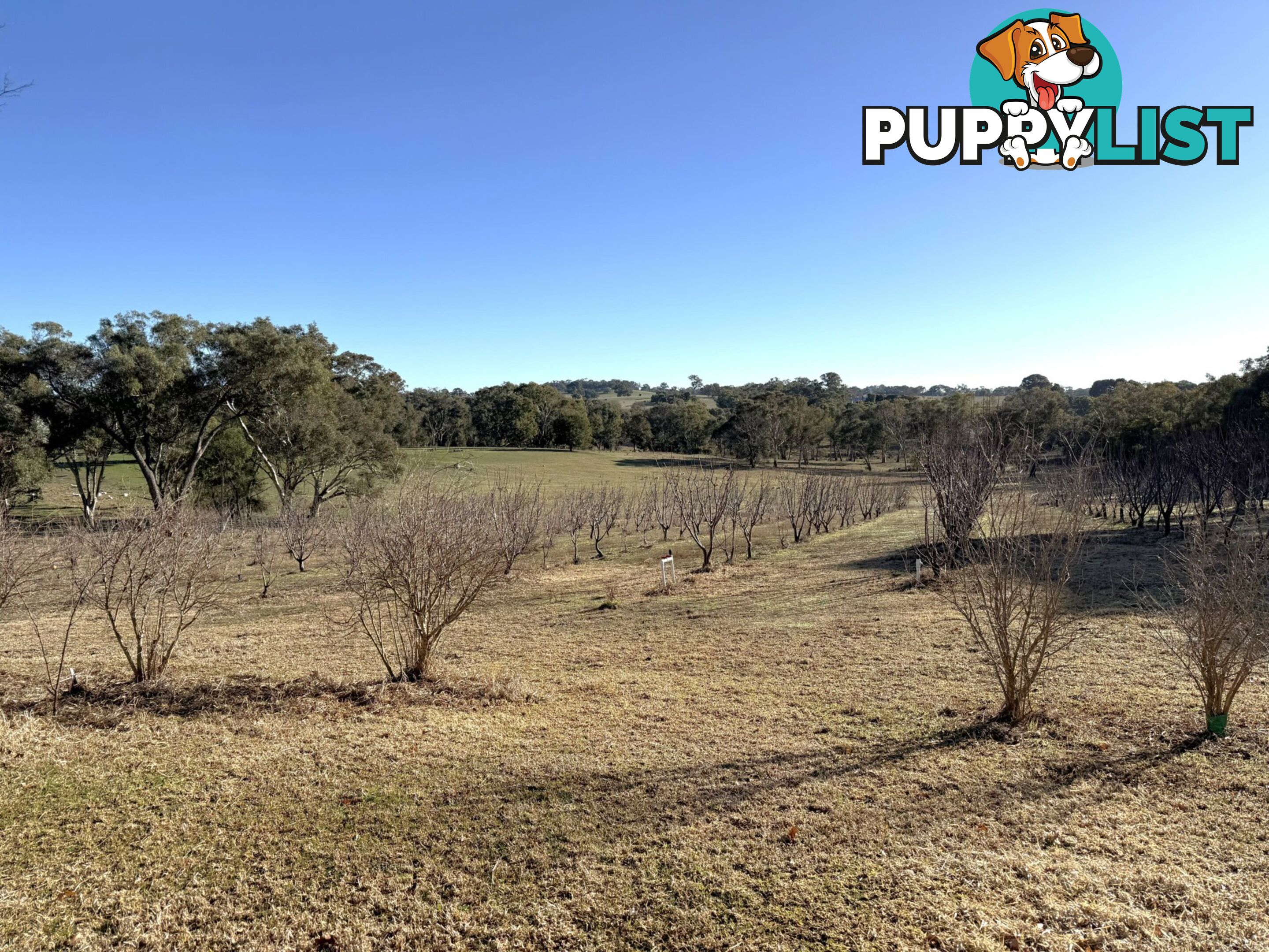 146 Bibaringa Road WOMBAT NSW 2587