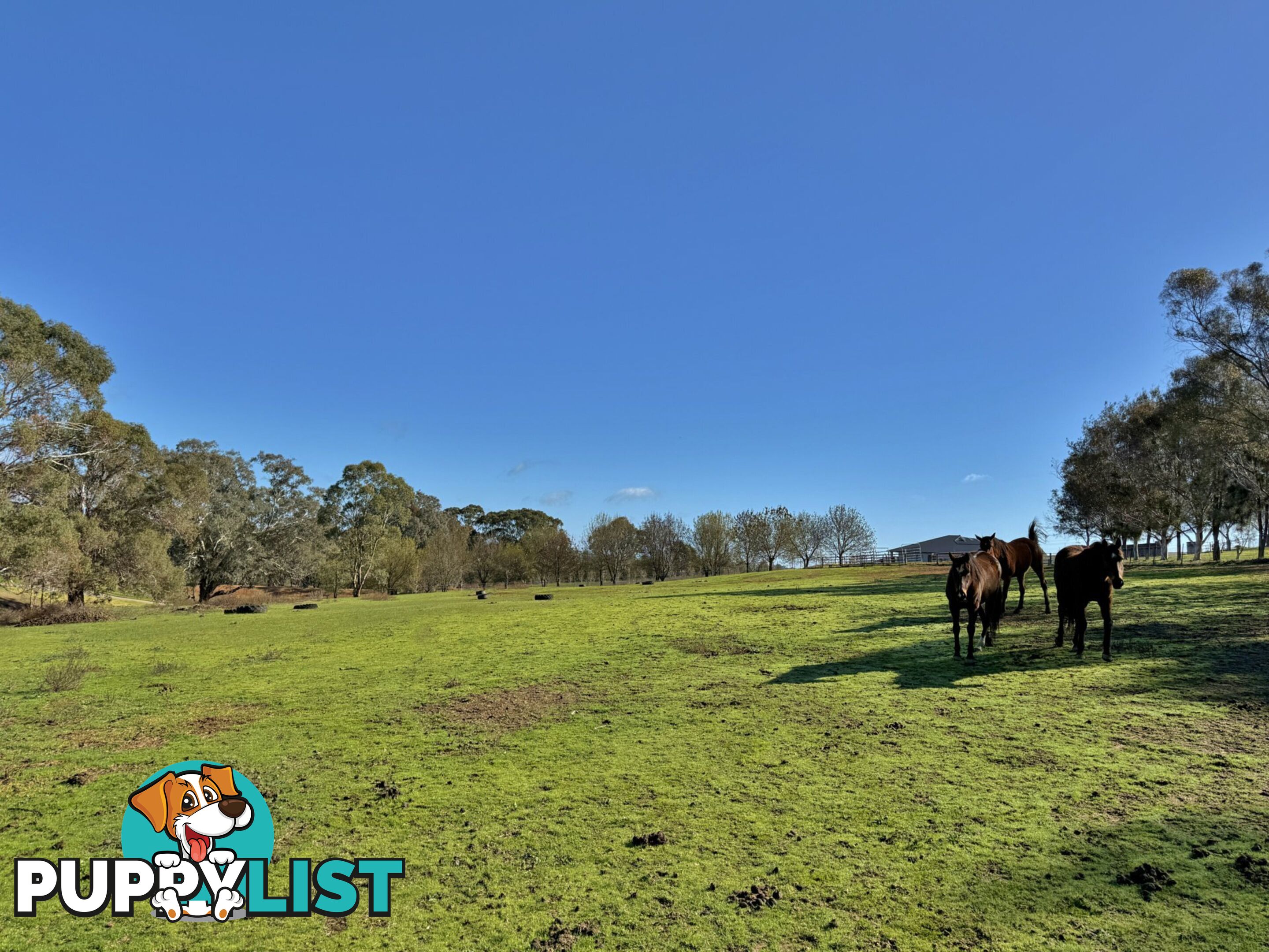 77 Newton Road YOUNG NSW 2594