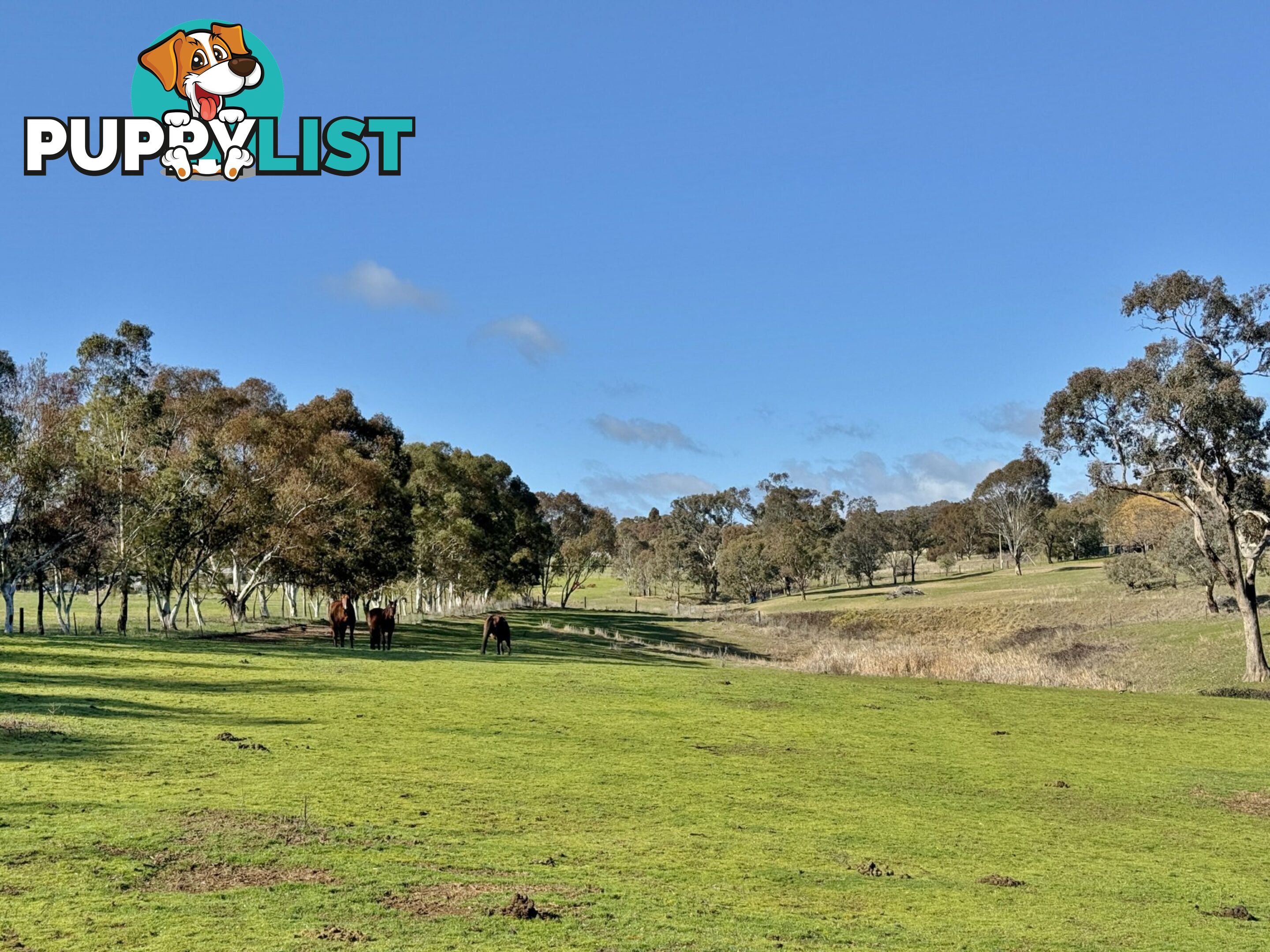 77 Newton Road YOUNG NSW 2594