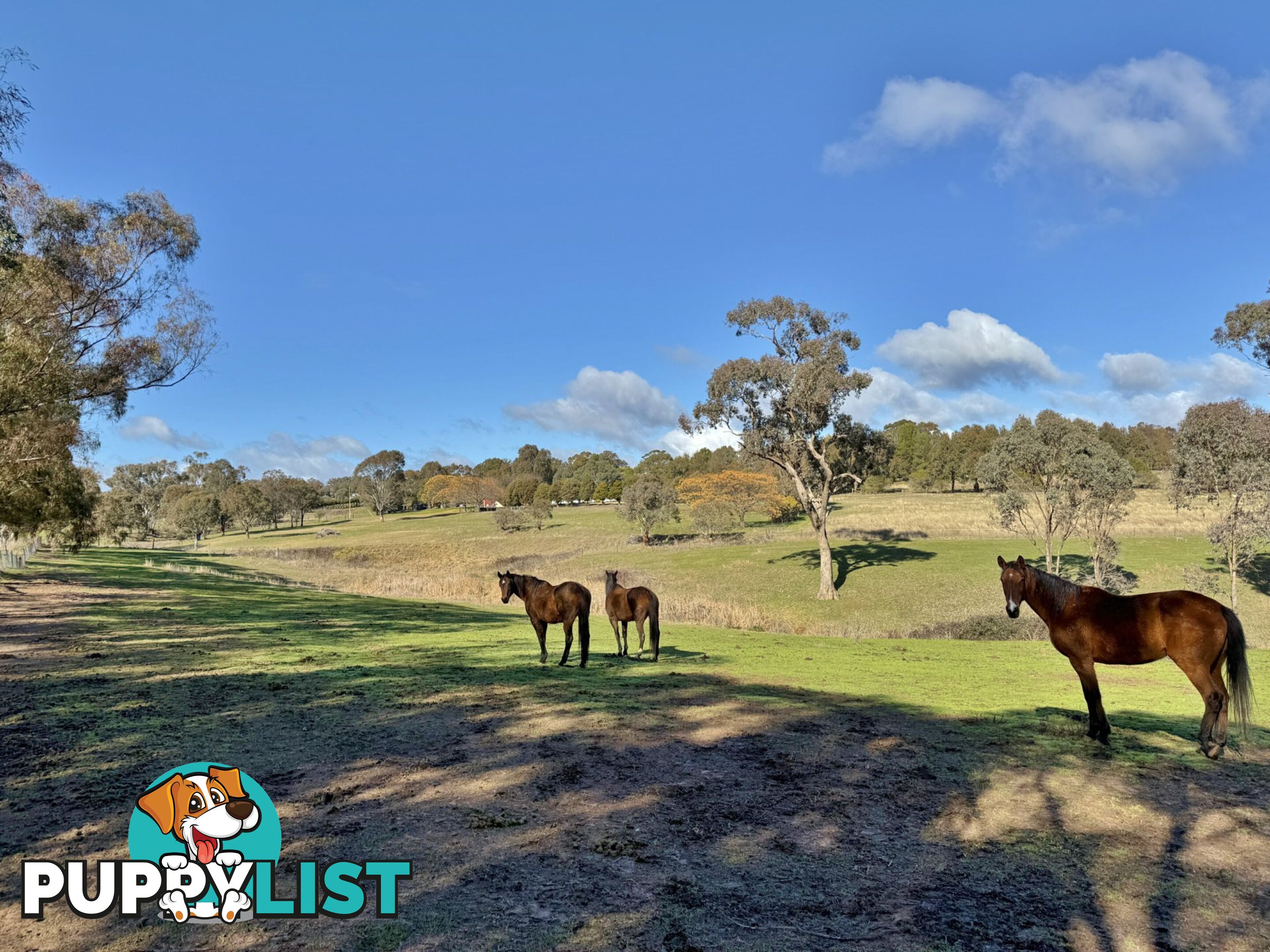 77 Newton Road YOUNG NSW 2594