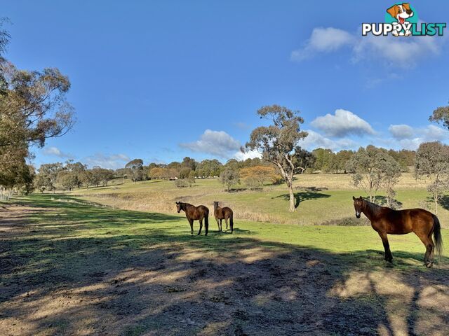 77 Newton Road YOUNG NSW 2594