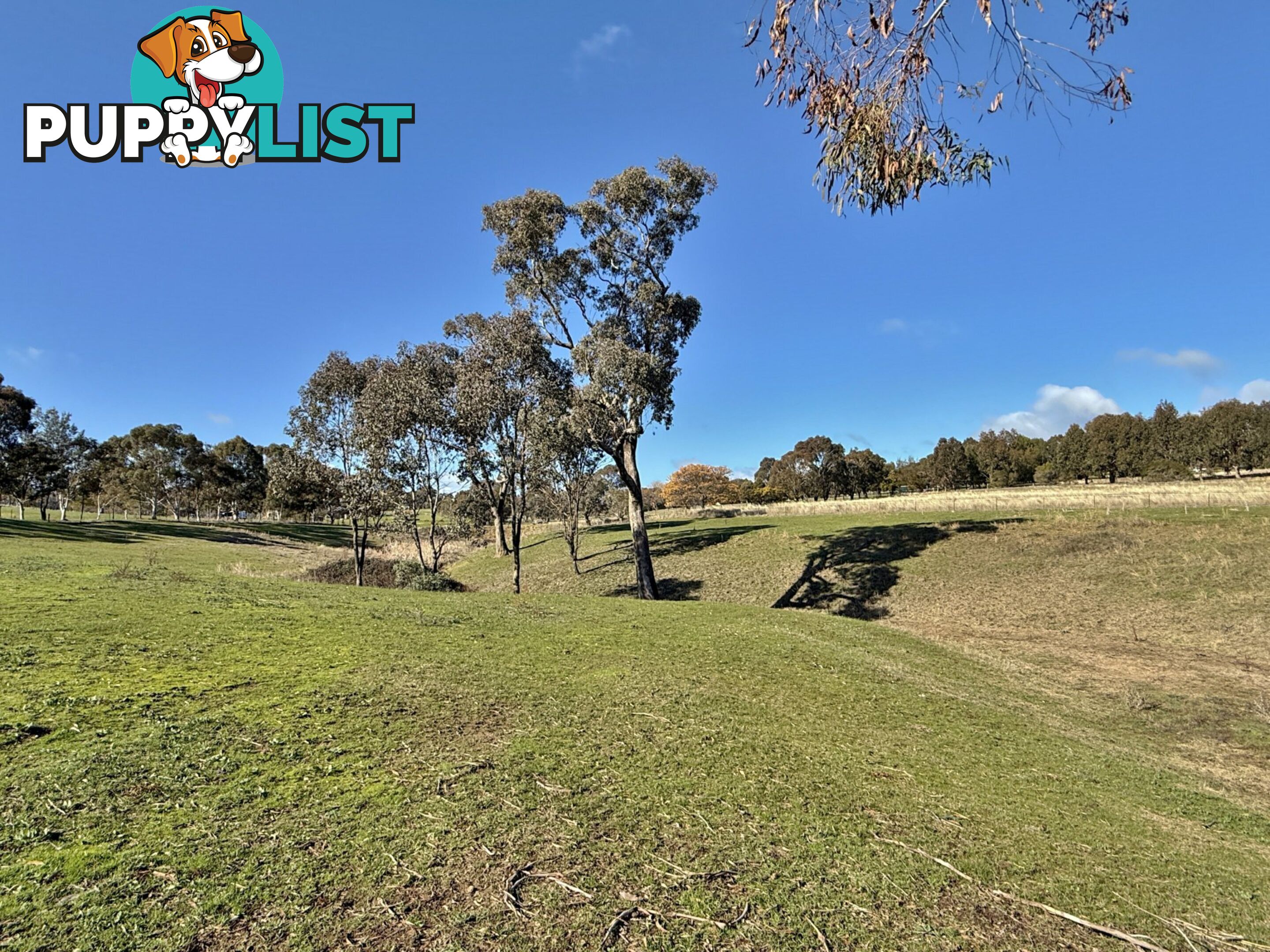 77 Newton Road YOUNG NSW 2594
