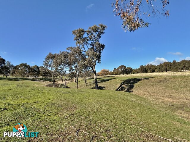 77 Newton Road YOUNG NSW 2594