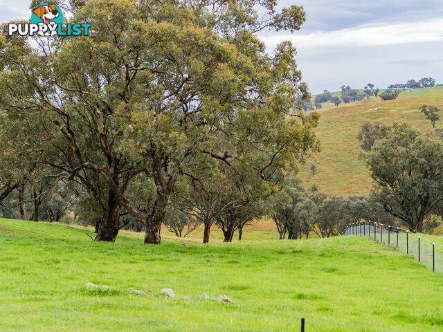 1934 Murringo Road Murringo via YOUNG NSW 2594