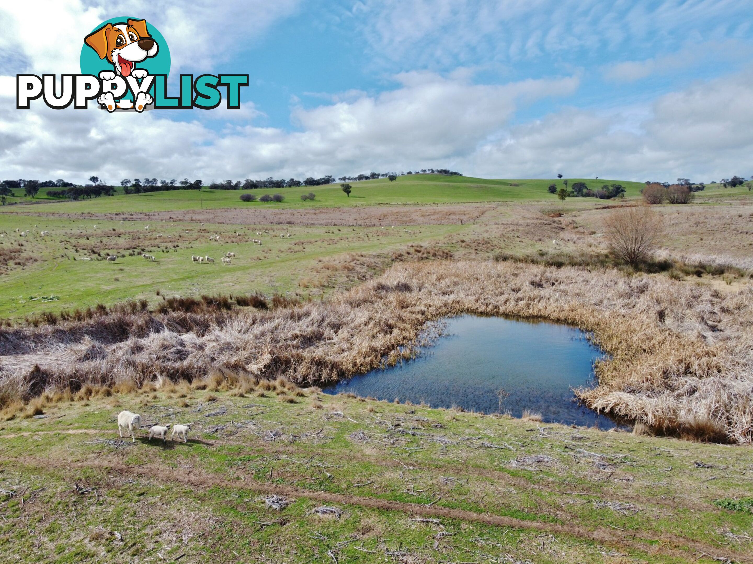 127 Calabash Road, Murringo, via YOUNG NSW 2594