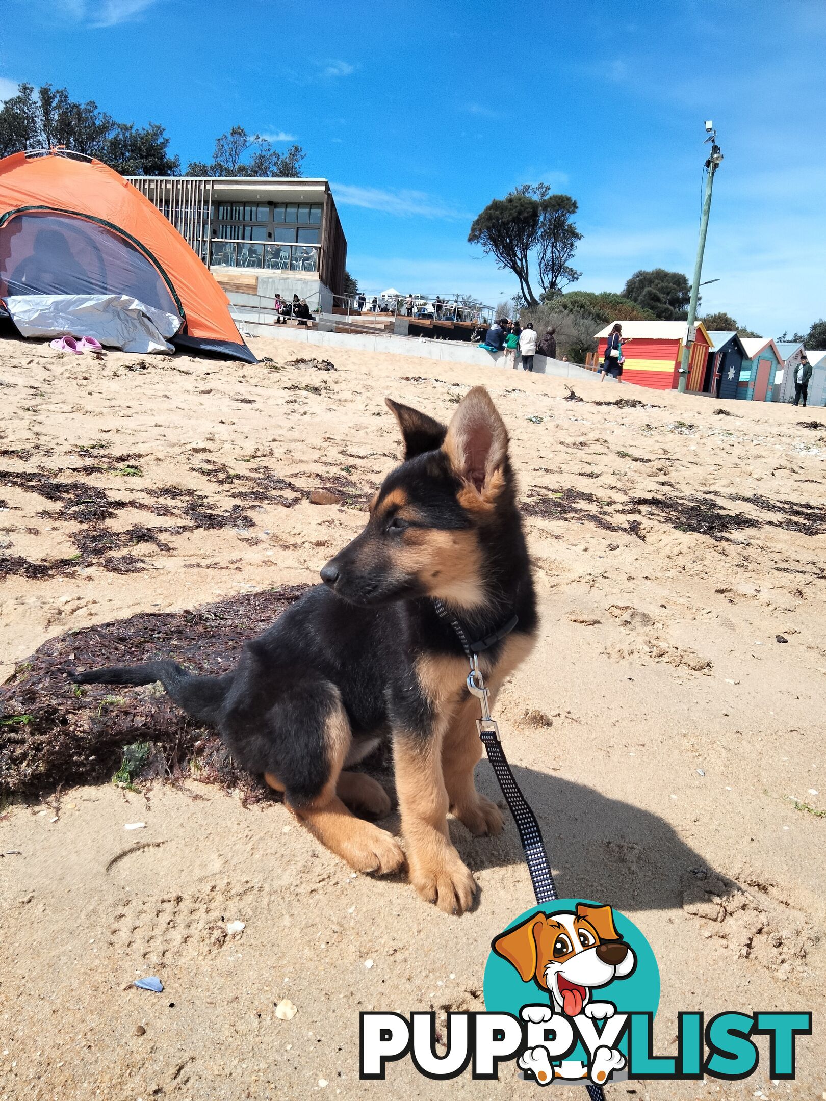 Pure German shepherd puppy