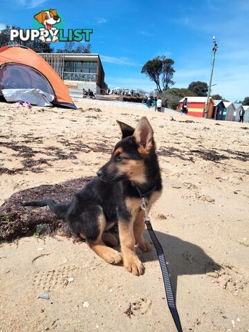 Pure German shepherd puppy