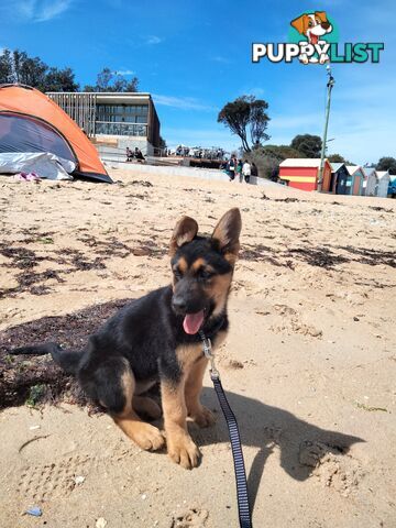 Pure German shepherd puppy