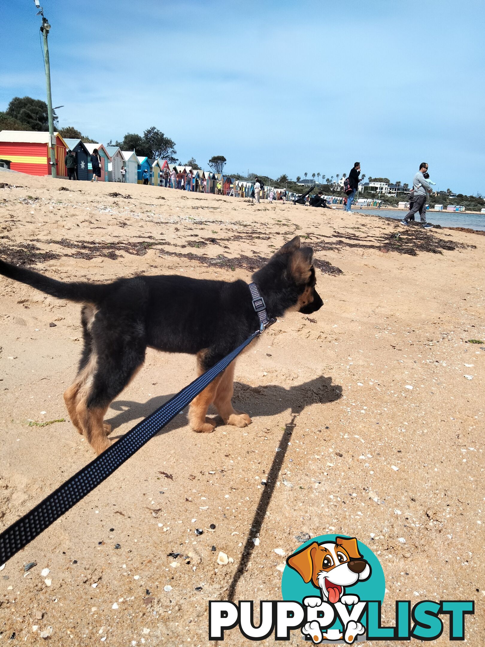 Pure German shepherd puppy