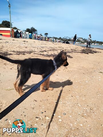 Pure German shepherd puppy