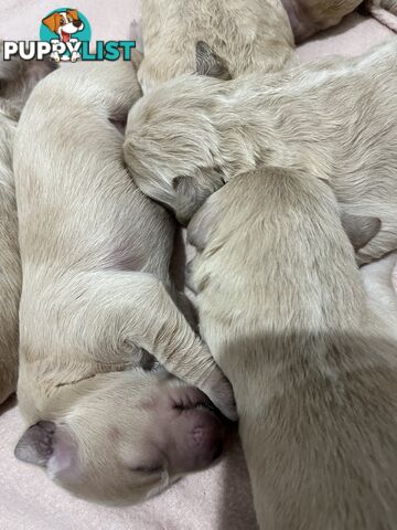 Groodle Puppies