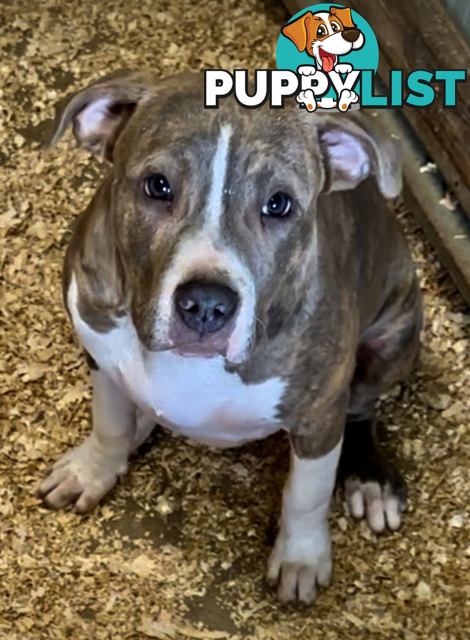 American Staffordshire MALE pup