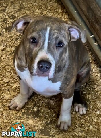 American Staffordshire MALE pup