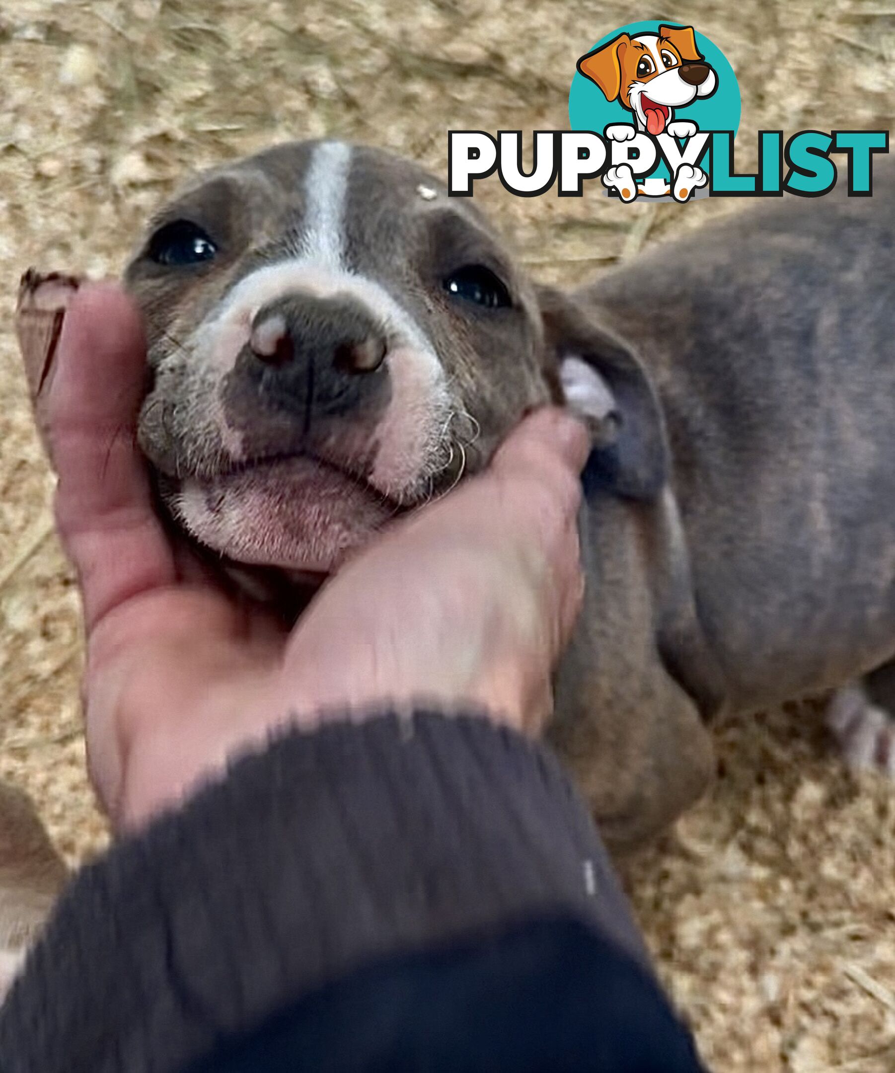 American Staffordshire MALE pup